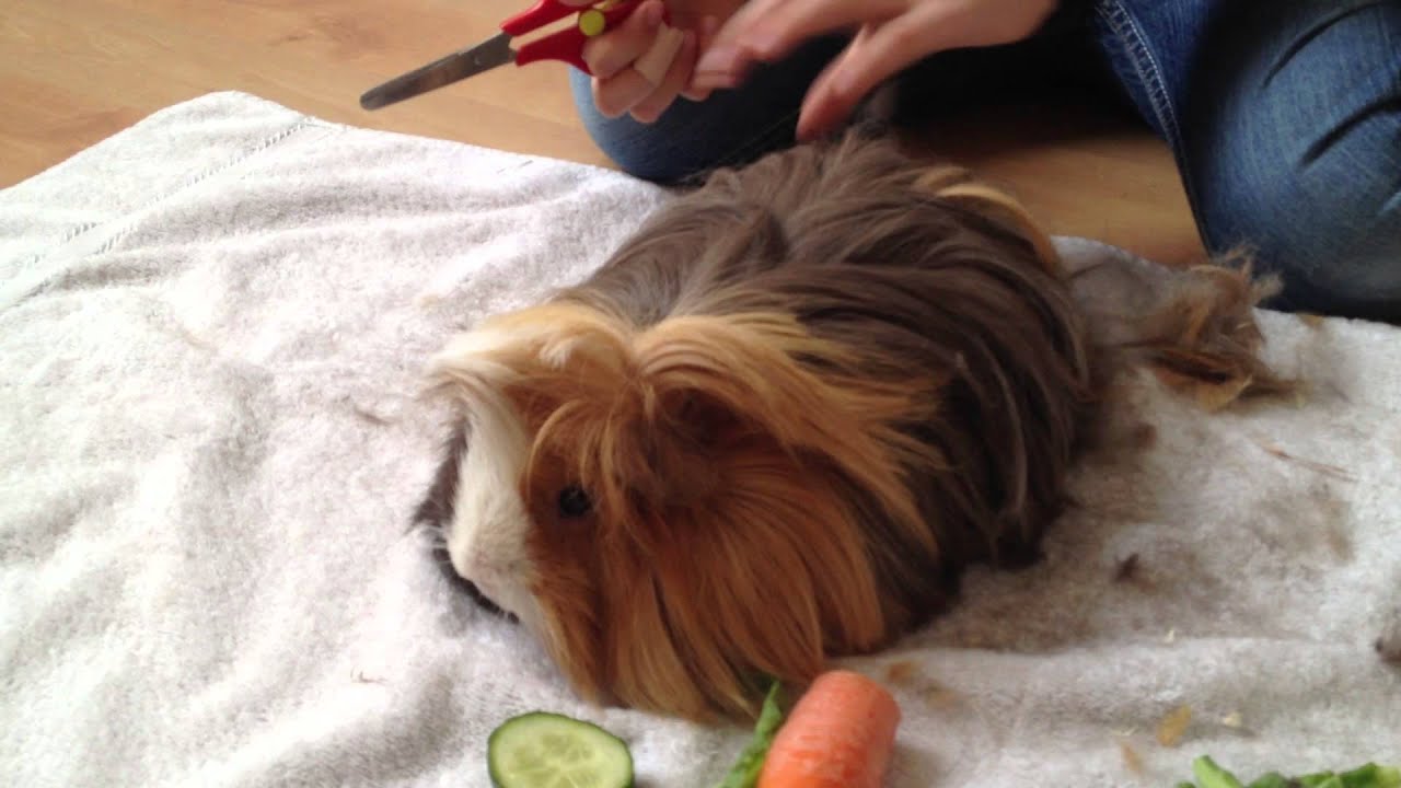 Haare schneiden bei Meerschweinchen Tom