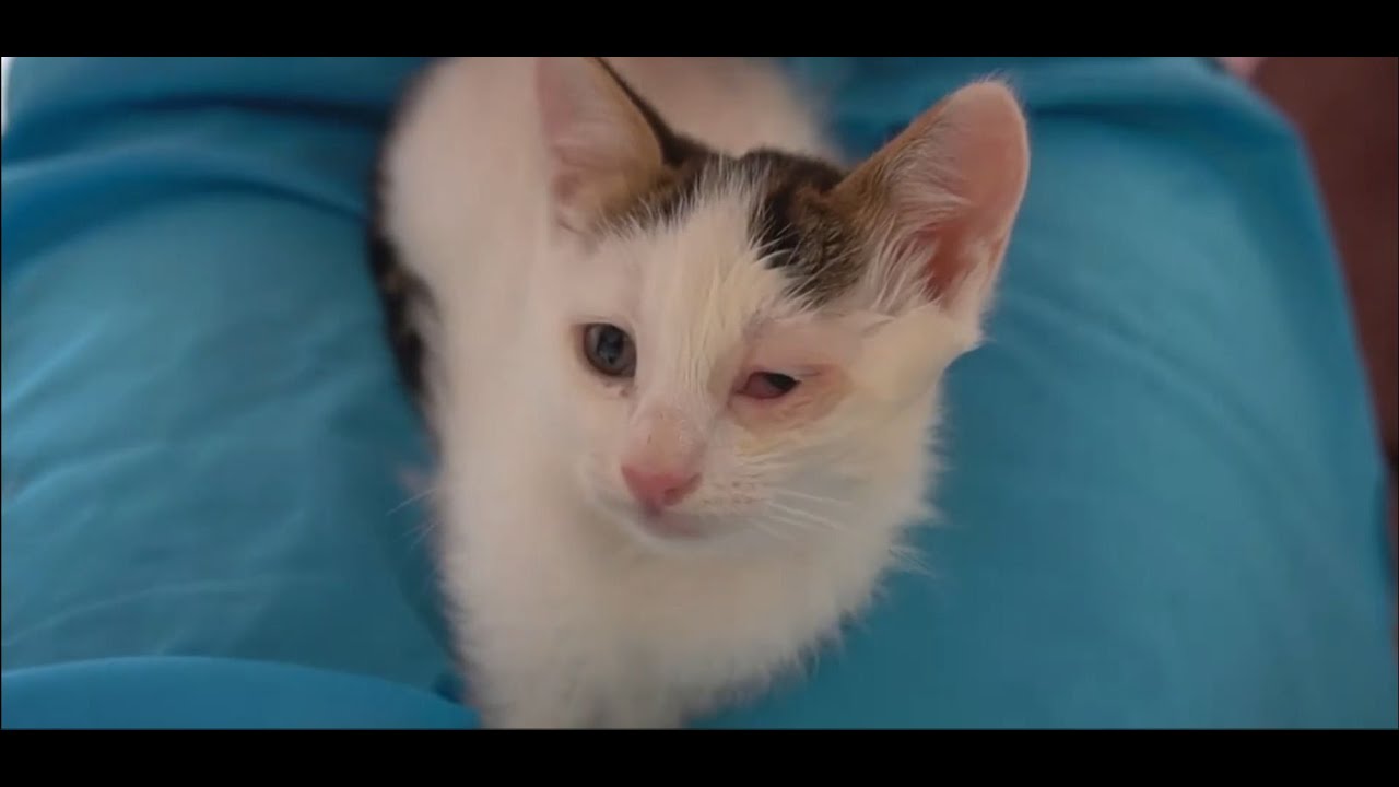 Serious Cat Eye Infections Explained | Feline Herpes, Chlamydia & More | Cat Eye Care Guide