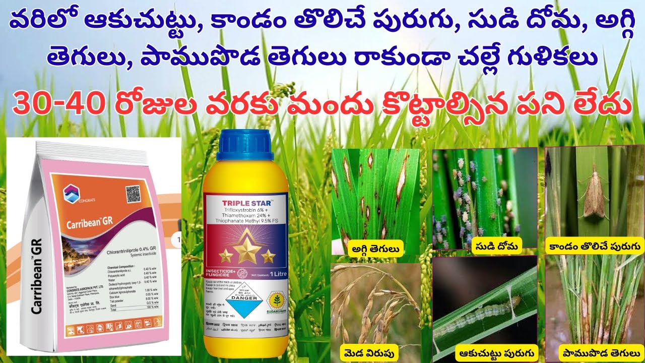 #వరిలో ఆకుచుట్టు, కాండంతొలిచే #పురుగు, సుడిదోమ, #అగ్గి తెగులు, పాముపొడ తెగులు రాకుండా చల్లే గుళికలు