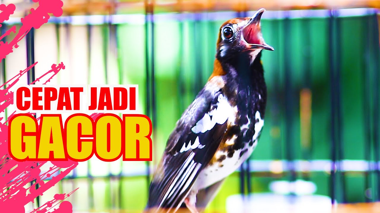 PUTAR SAJA, ANIS KEMBANGMU PASTI LANGSUNG GACOR,  ANIS KEMBANG GACOR SPEED RAPAT