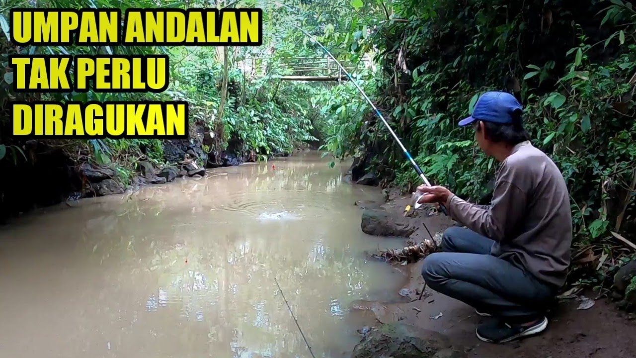 Umpan Ampuh Mancing Lele di Air Keruh