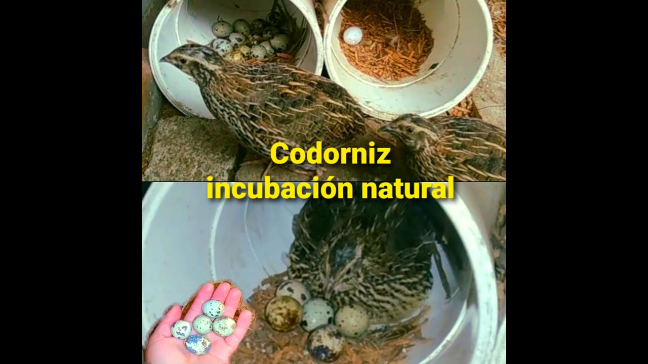 Codorniz.🙀Incubación natural🙀