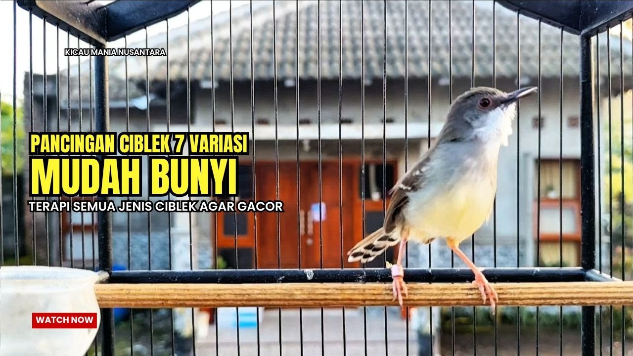 Burung Ciblek SEMI Gacor NGEBREN Untuk Pancingan Ciblek dan MASTERAN BURUNG Kesayangan Anda
