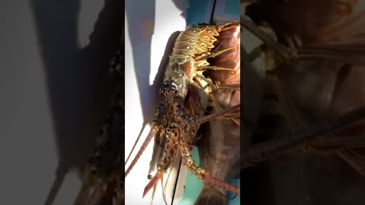 Offshore Naples Fishing Big fish!
