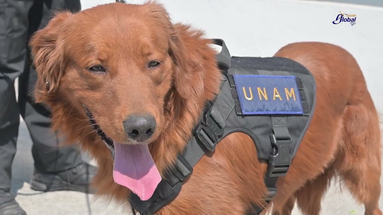 NOMBRAN CUAUHTLI Y BALAM A LOS CANINOS DONADOS PARA LA PROTECCI&Oacute;N DE LA COMUNIDAD UNIVERSITARIA