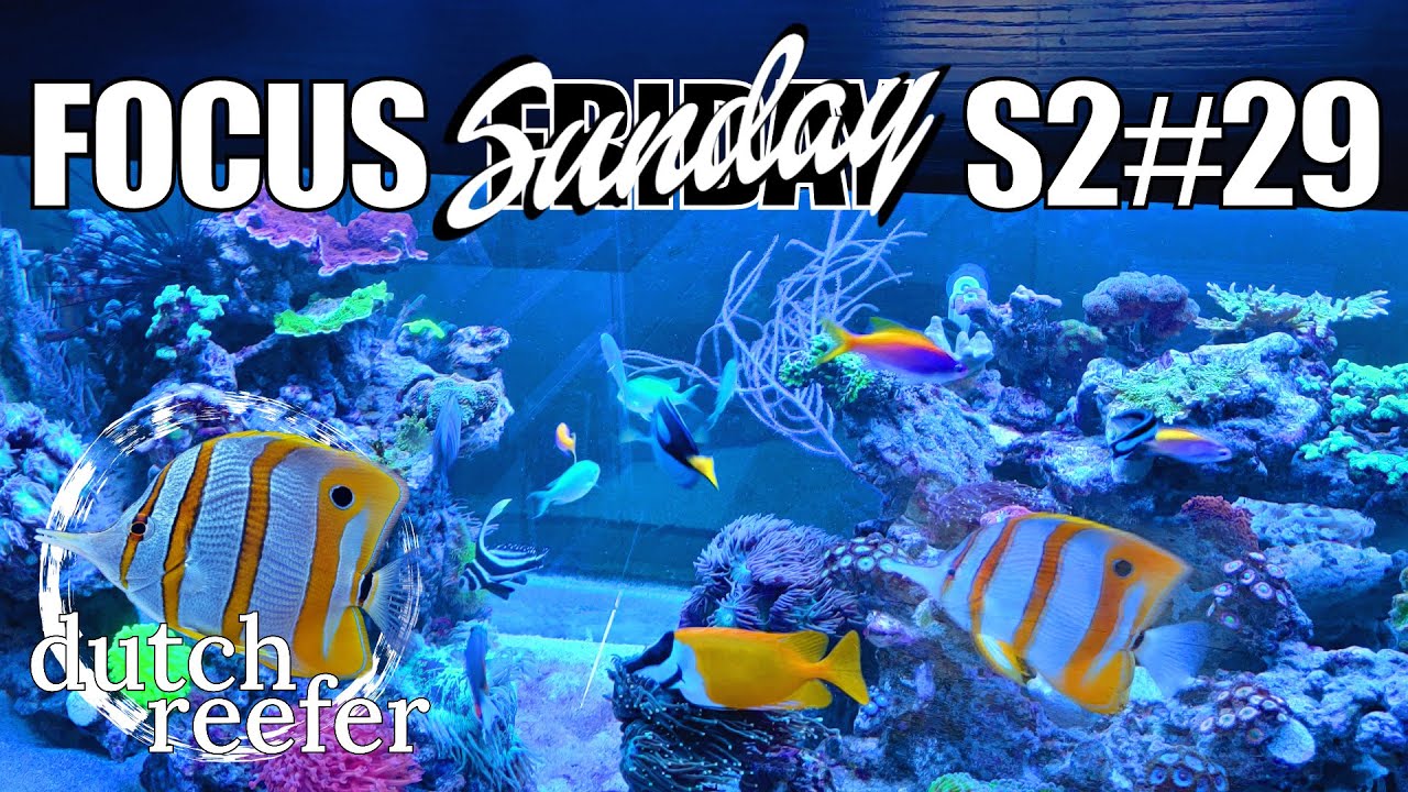 FF S2#29 | Exploring Lanthanum & Phosphates