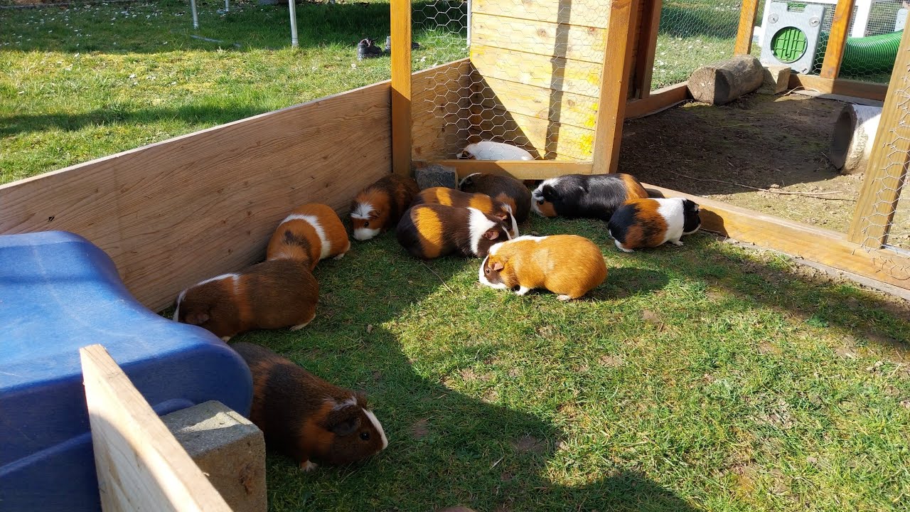 Neues Freigehege für die Meerschweinchen! (Grasen 26.0)