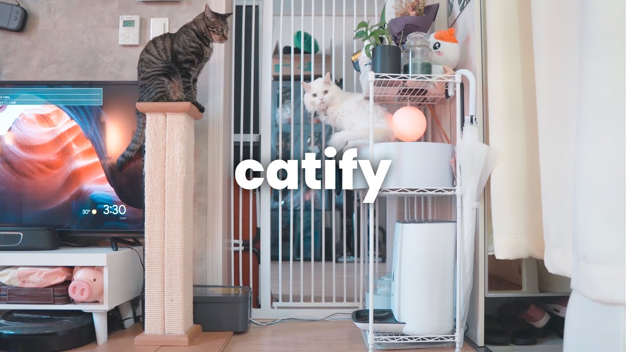The Most Underrated Cat Furniture (I Use It Everywhere)