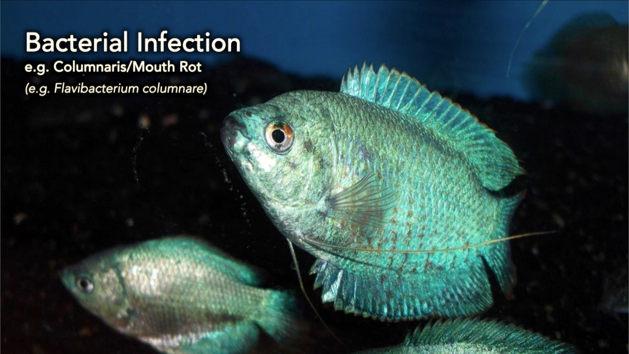 How to Diagnose and Treat Bacterial Infections #fishdisease #howto #bacterialinfections #infection