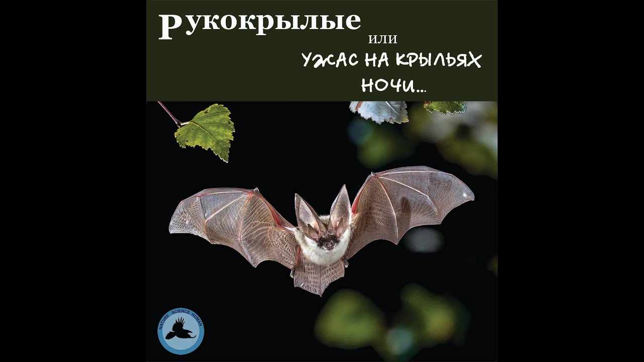 Рукокрылые - что мы о них знаем