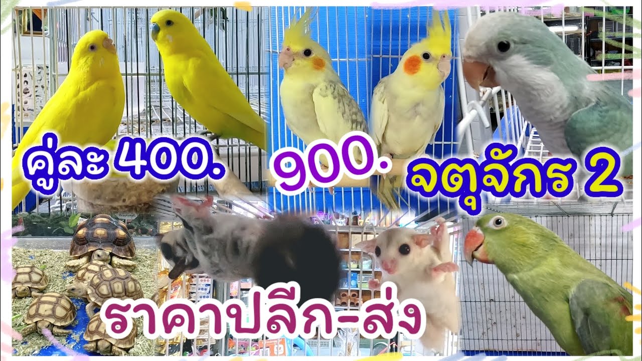 อัปเดตราคานก จตุจักร2 มีนบุรี ราคาปลีก-ส่ง จัดส่งได้ ร้านไอซ์