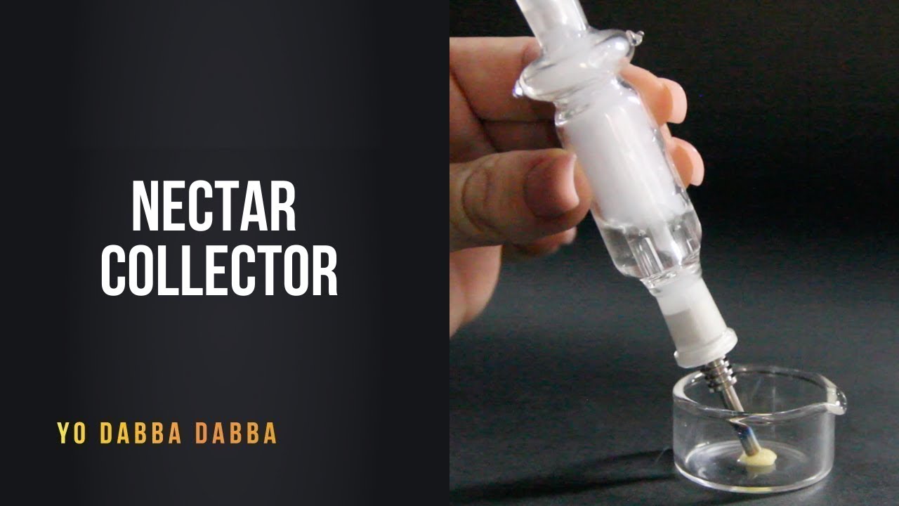 Nectar Collector | Yo Dabba Dabba