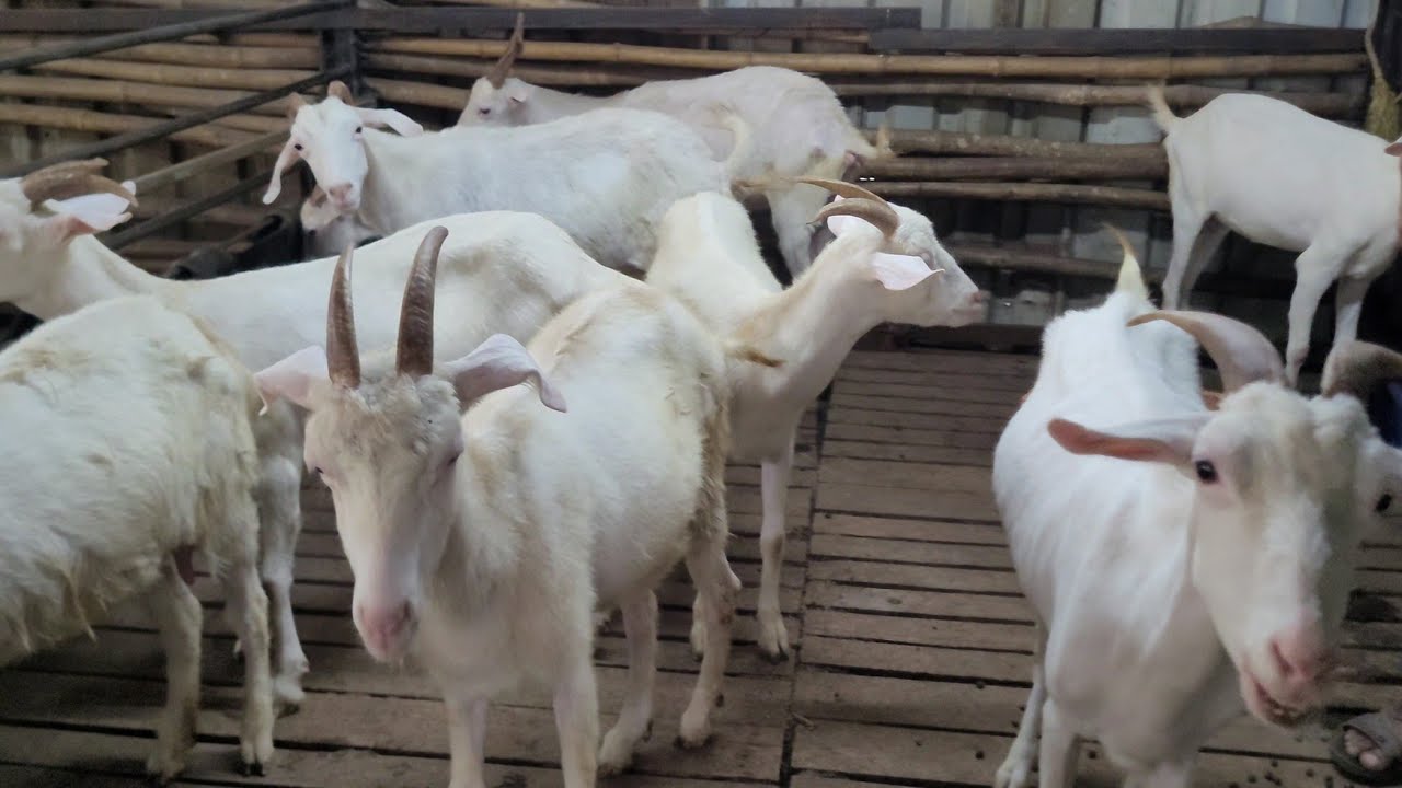 SM Goat Farm Par Kam Rate Mai Saanen Bakriya - 35 Female Saanen Goat