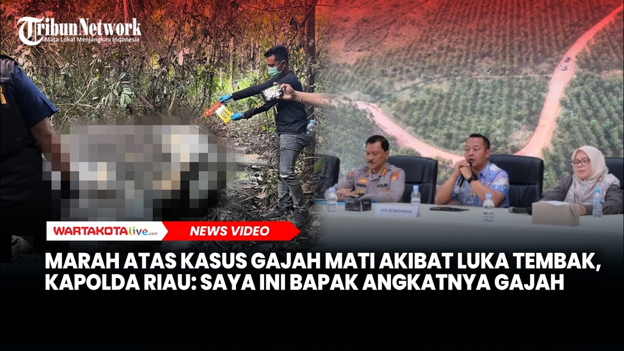 Kapolda Riau Janji Usut Tuntas Kasus Gajah Mati Akibat Luka Tembak, “Saya Ini Bapak Angkatnya Gajah”