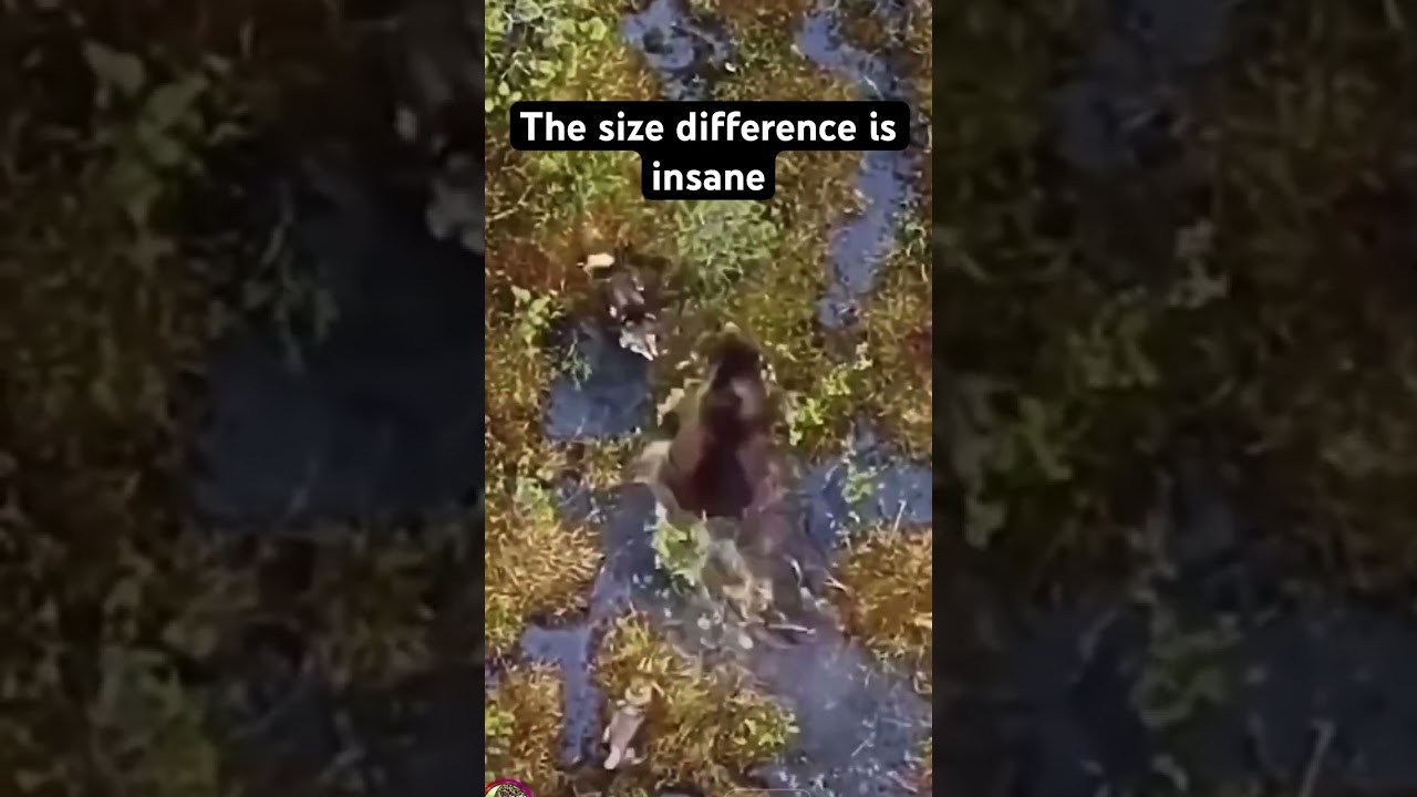 #fishing #collab #bear #nature #naturelovers