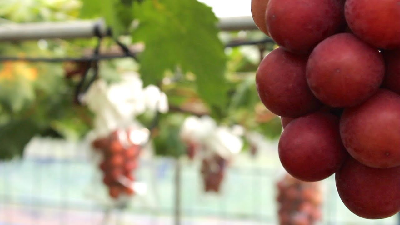 The $500 Grape