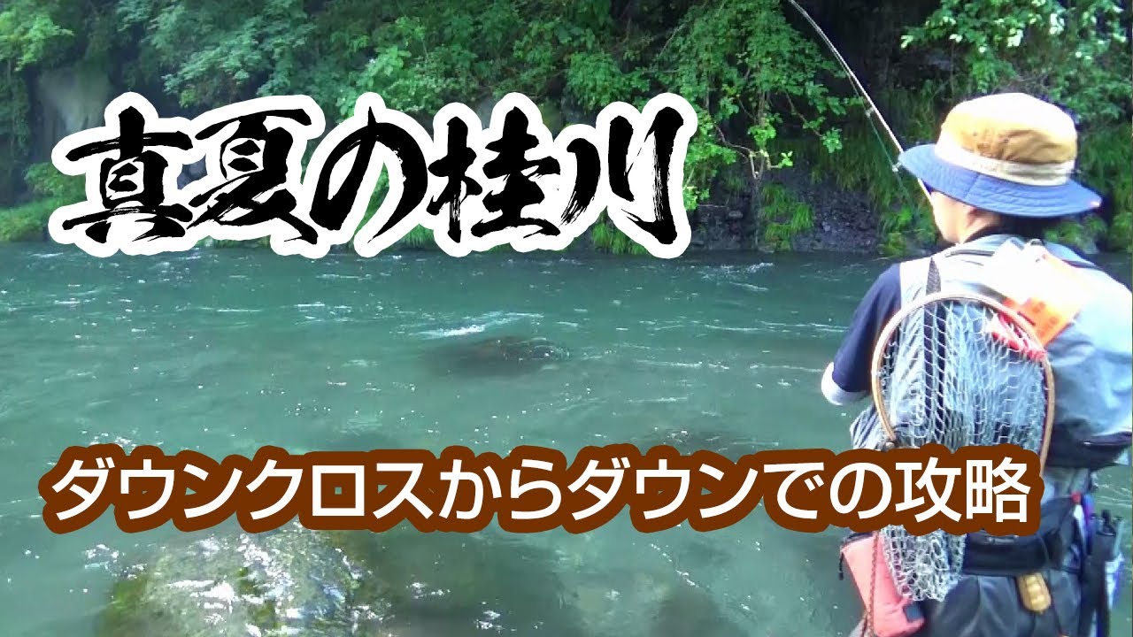 真夏の桂川釣行 ～ダウンクロスからダウンでの攻略～