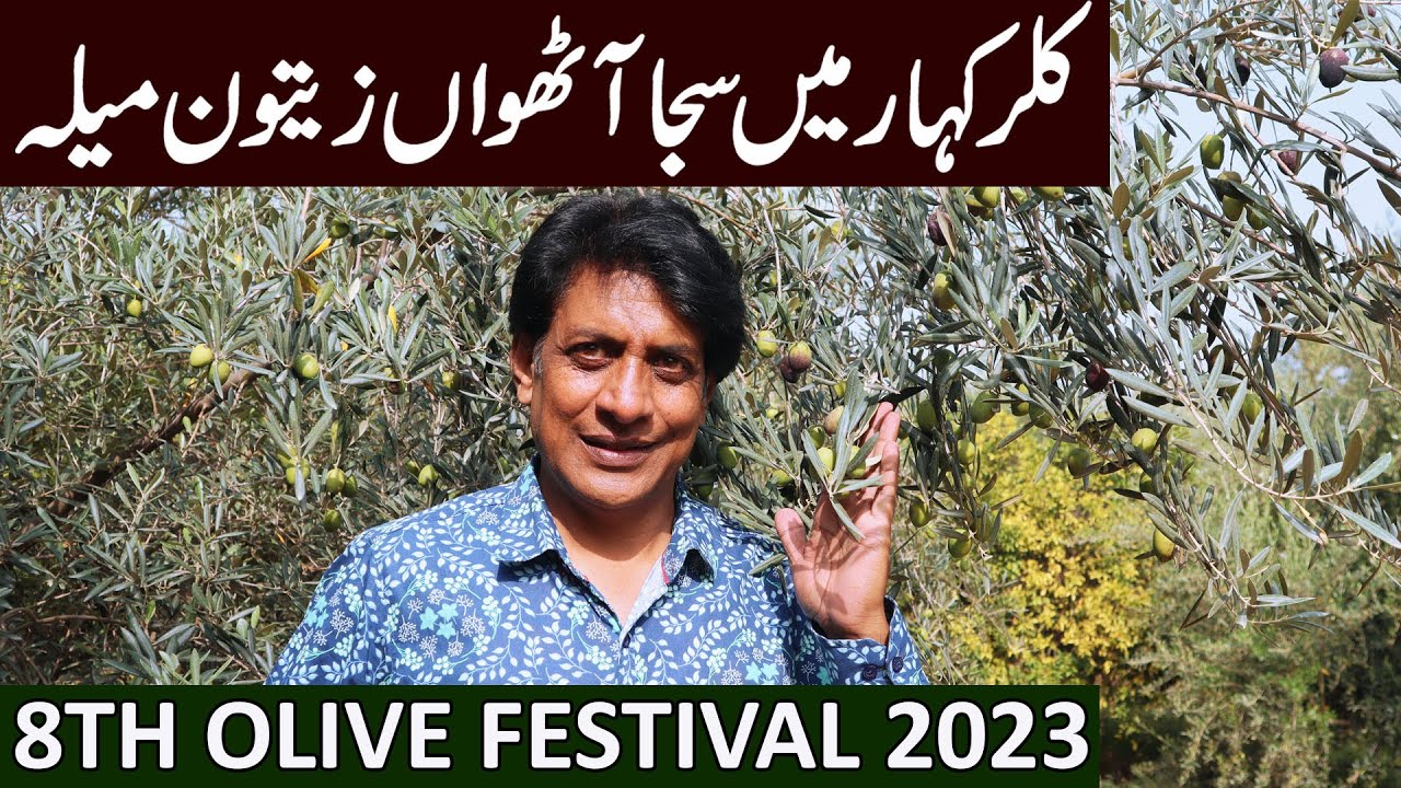 Olive Festival 2023 | Kallar Kahar-Punjab, Pakistan | September 2023