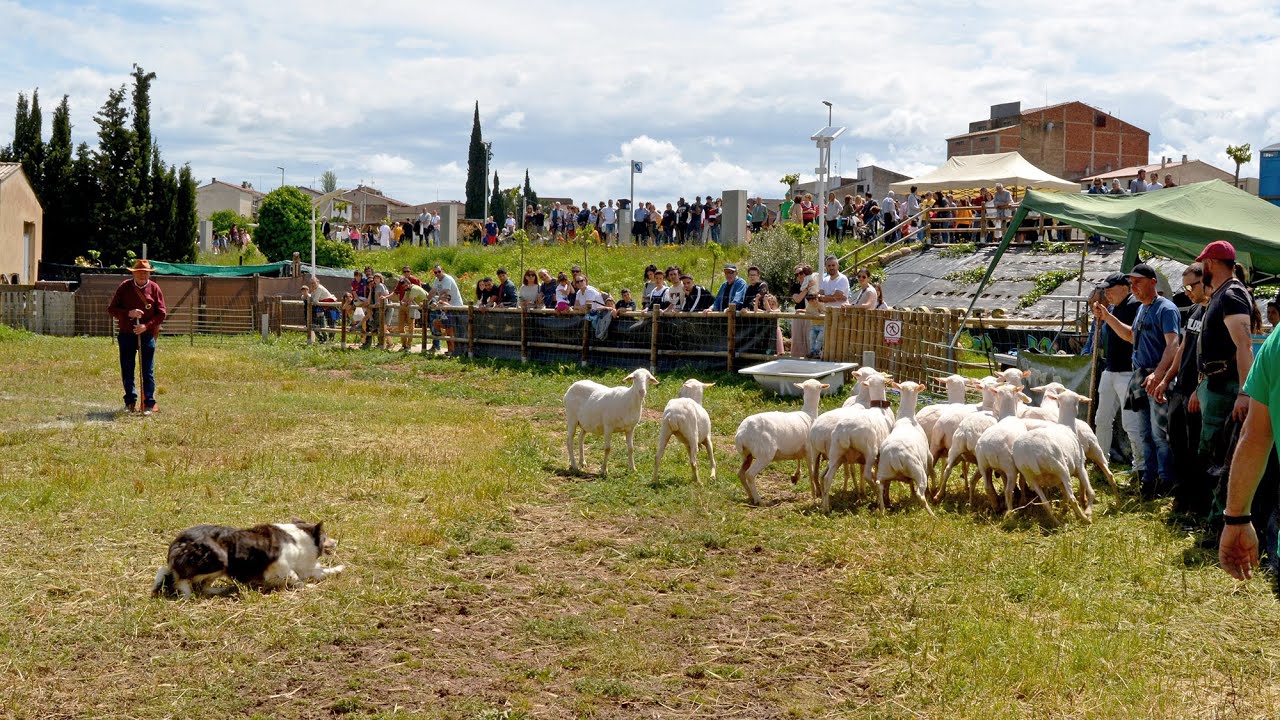 La mallorquina Bel Rotger, campiona del Concurs de Gossos Pastors de la Fira de Vall-de-roures