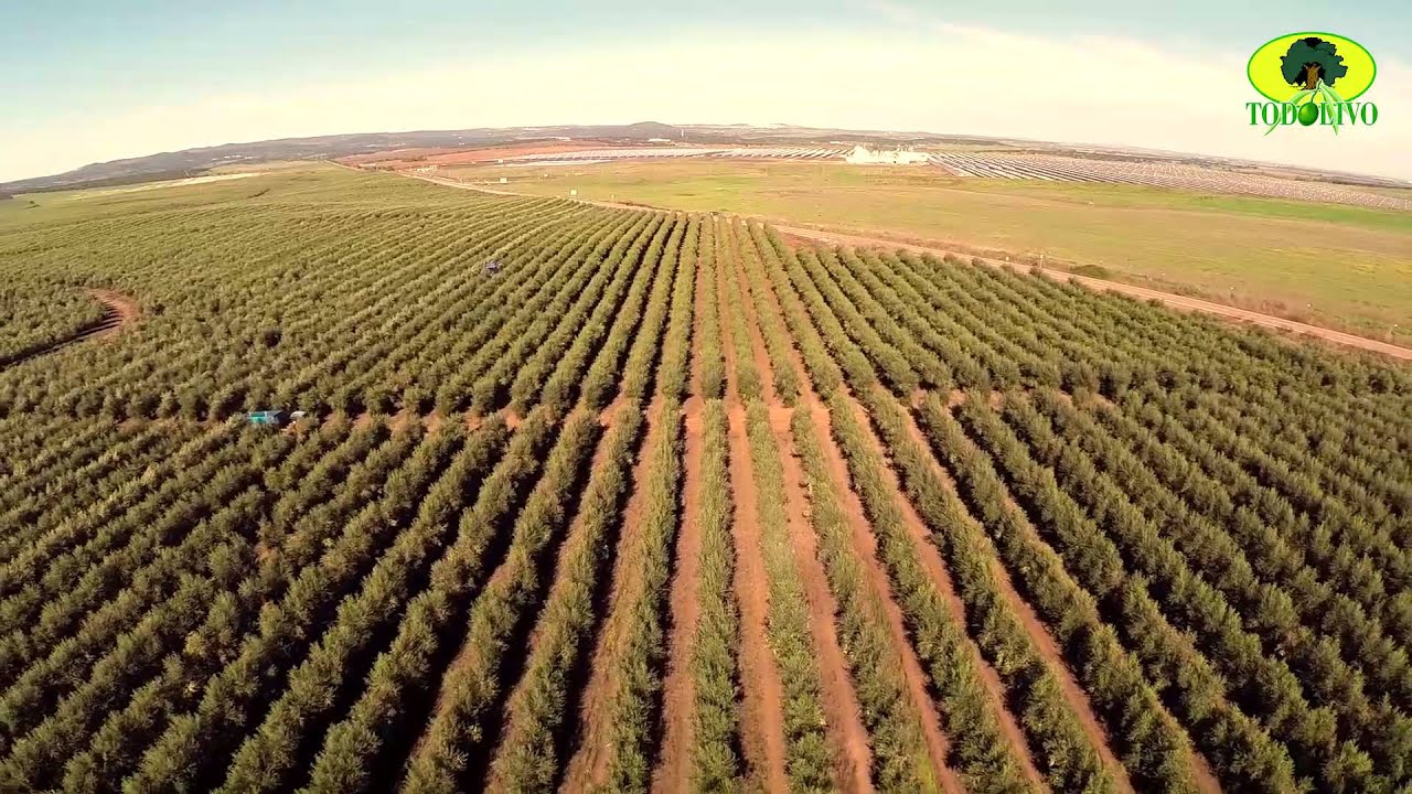 CONOCE COMO SE OBTIENE EL 100% DEL ACEITE VIRGEN EXTRA EN OLIVAR EN SETO