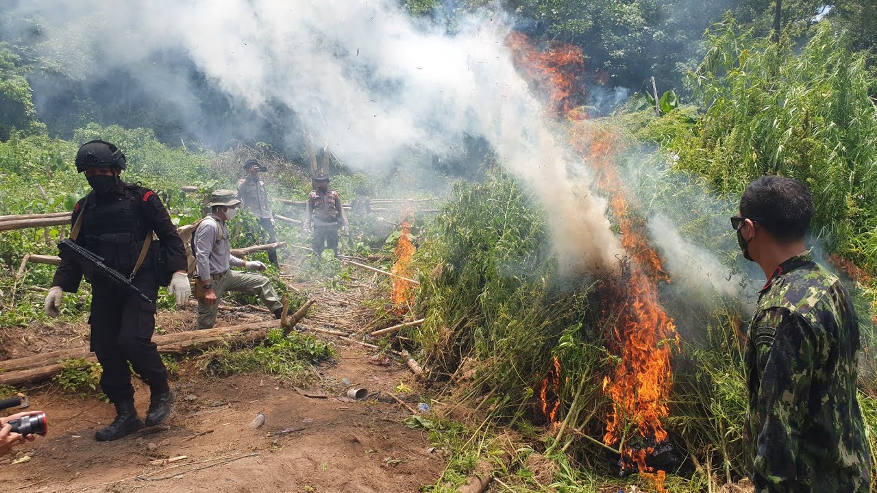 BNN RI Musnahkan 2 Hektar Ladang Ganja di Aceh Besar, 19 Sept 2022