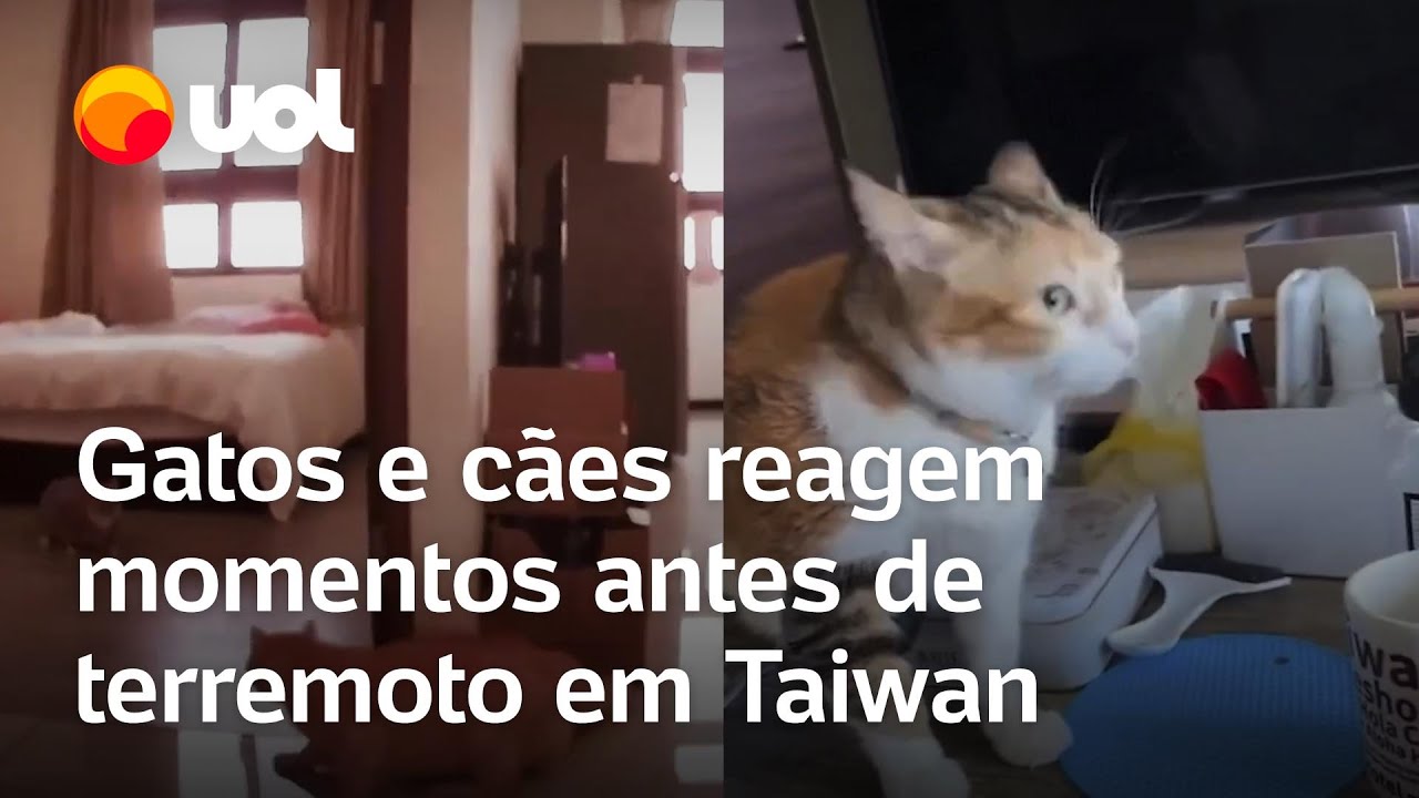 Taiwan: Gatos e cães reagem ao terremoto momentos antes do tremor começar; veja vídeos