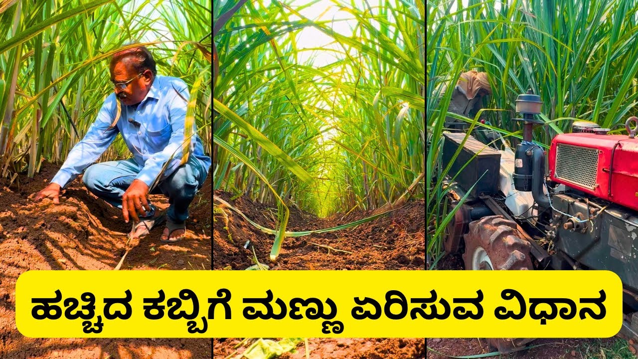 ಹಚ್ಚಿದ ಕಬ್ಬಿಗೆ ಮಣ್ಣು ಏರಿಸುವ ವಿಧಾನ
