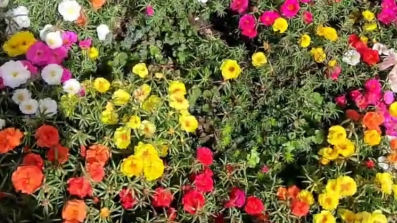 Planting moss roses and how they looked that fall after growing all summer