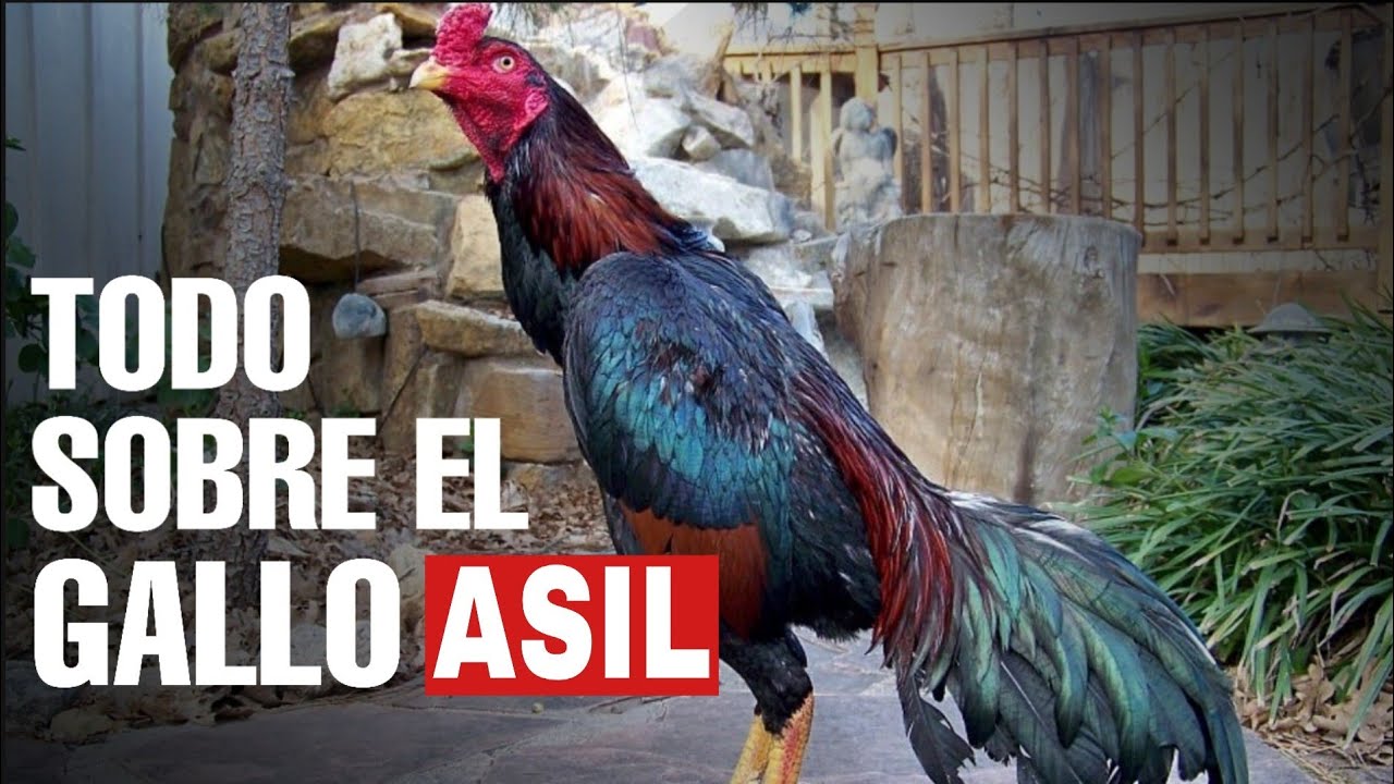 Todo lo que debes saber de el Gallo ASIL