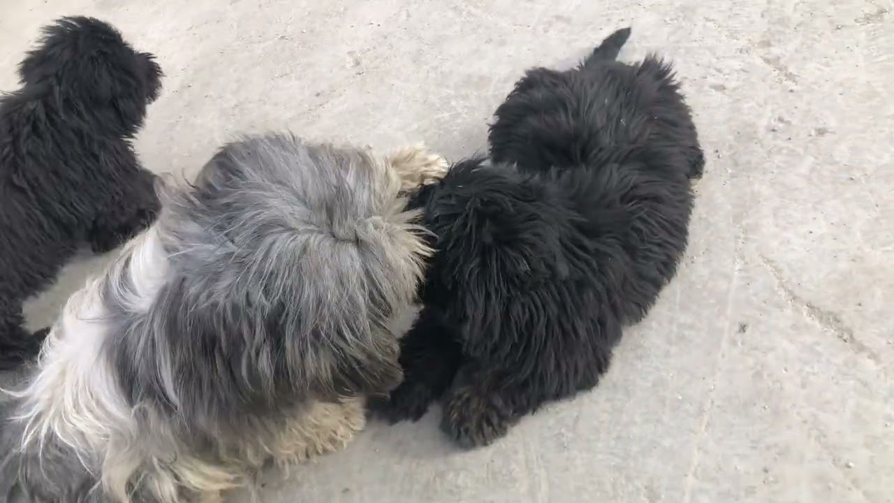 Muayneden ceza yedik, çocukların tır merakı
