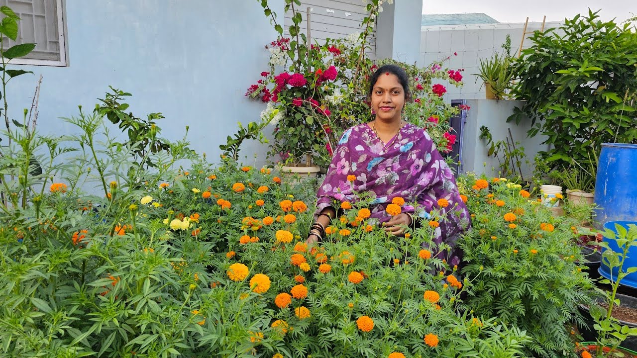 In my home garden// small garden tour #garden #mygarden