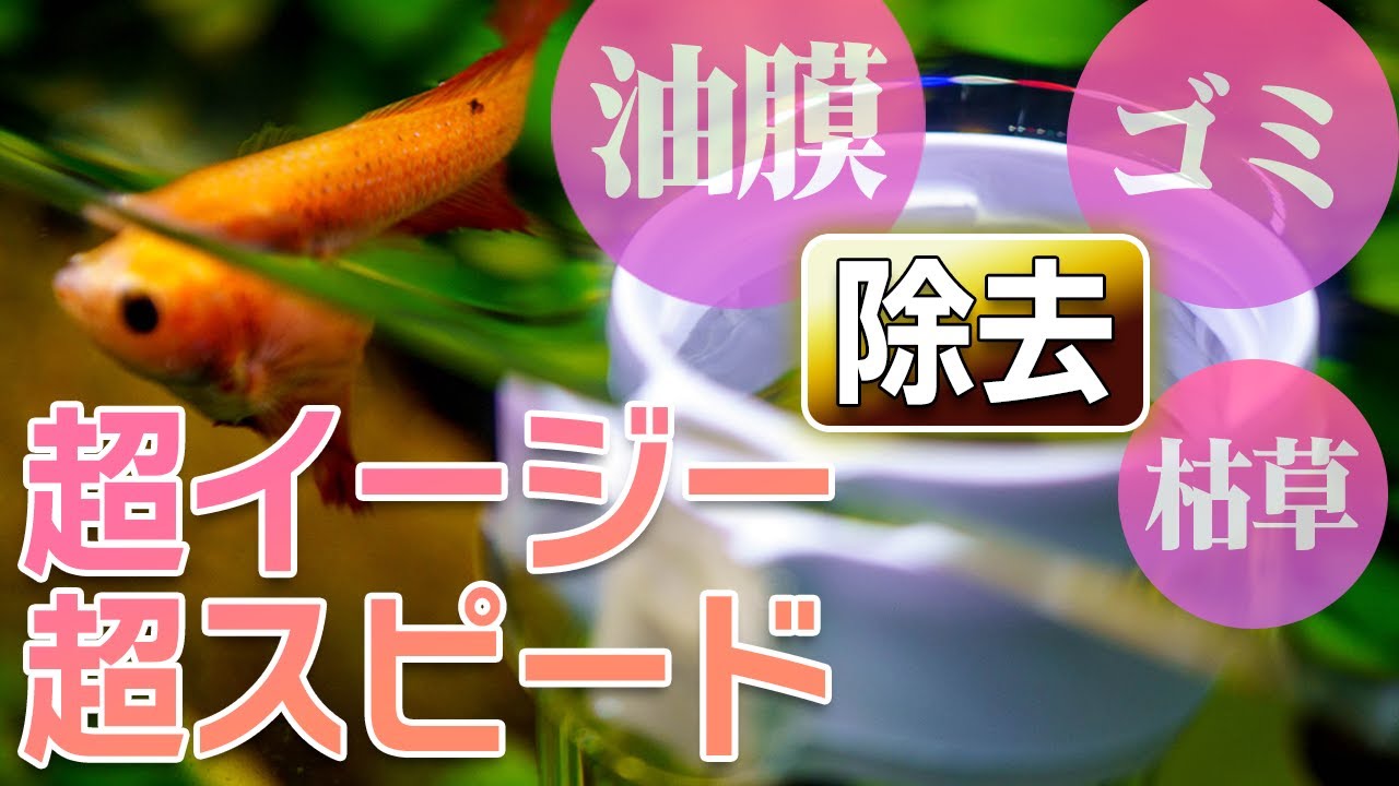 油膜やゴミを超簡単超スピードで取り除く！無加工で作れる落差を使った自動油膜取りシステム #アクアリウム #ベタ #アクアダイソン 【ビバアクア】