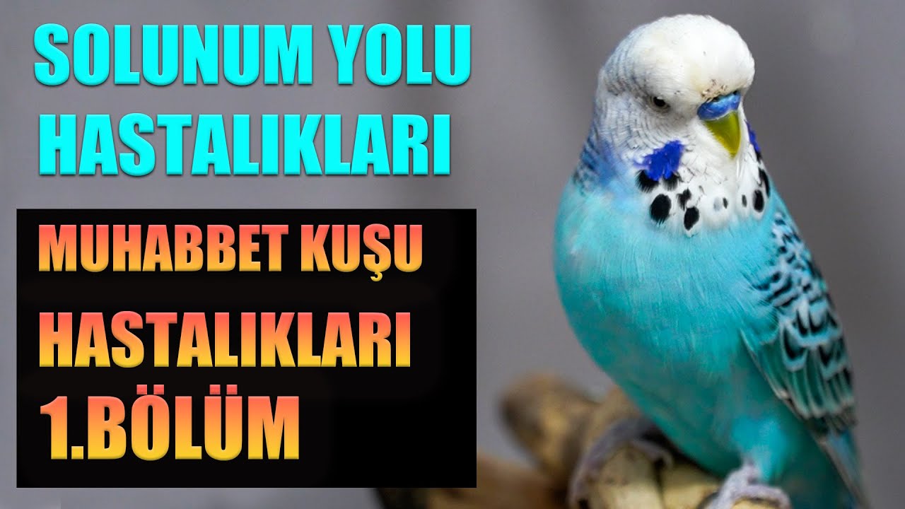 Muhabbet Kuşu Solunum Yolu Hastalıkları Muhabbet Kuşu Hastalıkları 1 Bölüm