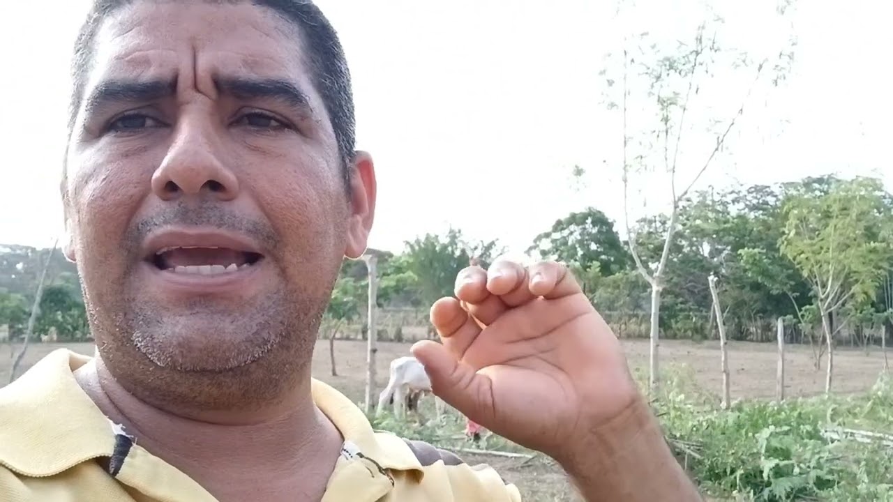 COMO ES EL RAMONEO OTRA FORMA DE MITIGAR LA EPOCA SECA