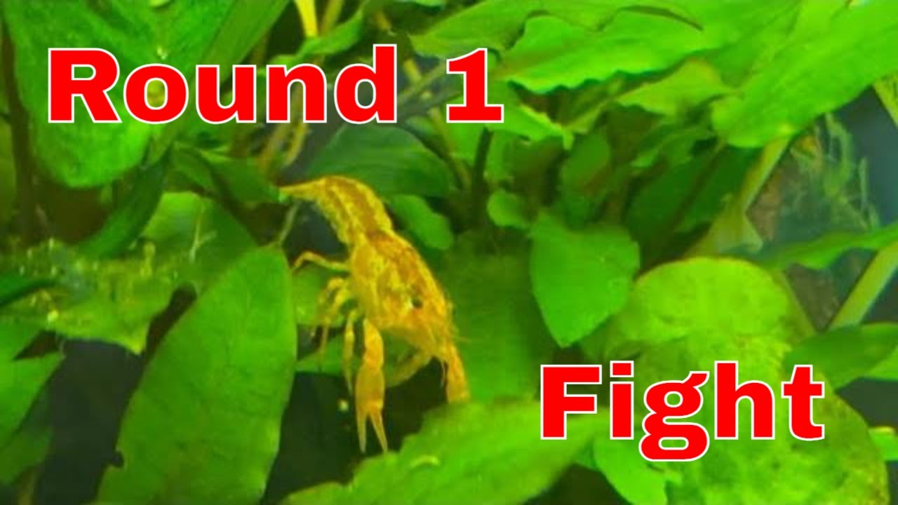Can My Crayfish Destroy My Plants?