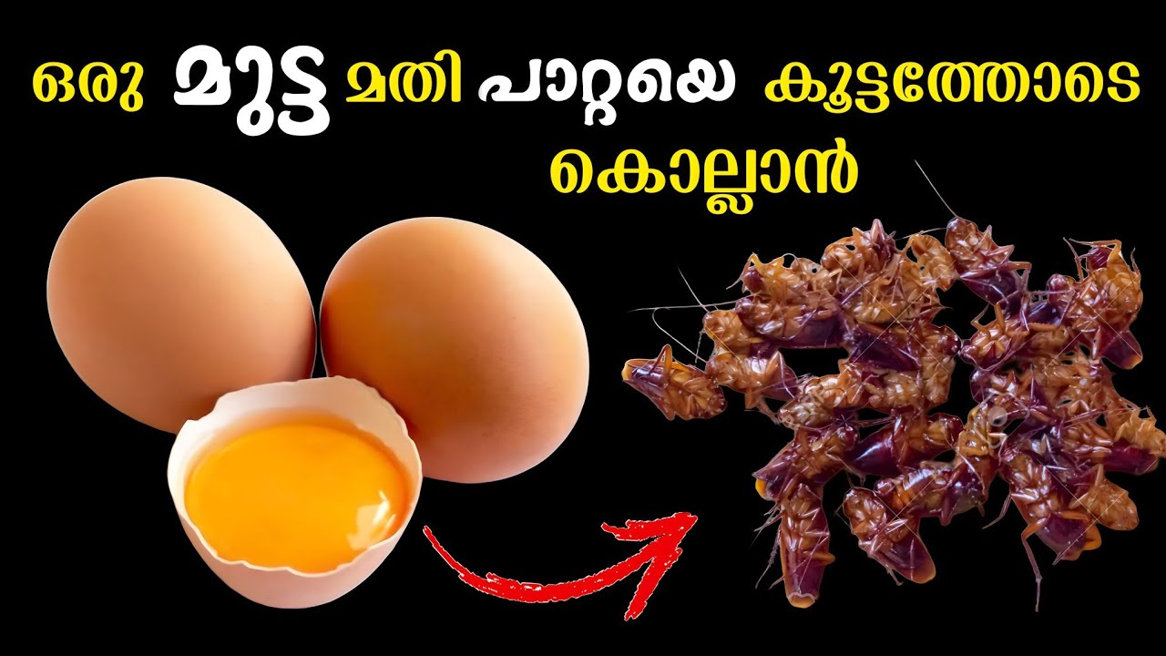 വിഷം ഇല്ലാതെ പാറ്റയെ കൂട്ടത്തോടെ കൊല്ലാം- An Easy Way to Kill Cockroaches | Pattaye odikkan, DIY Tip
