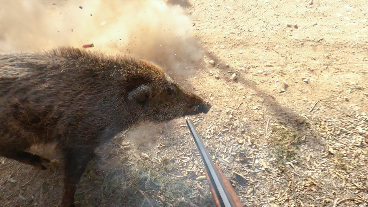 Chasse Sanglier au maroc Chichaoua  |  Wild Boar Hunting 2023-2024