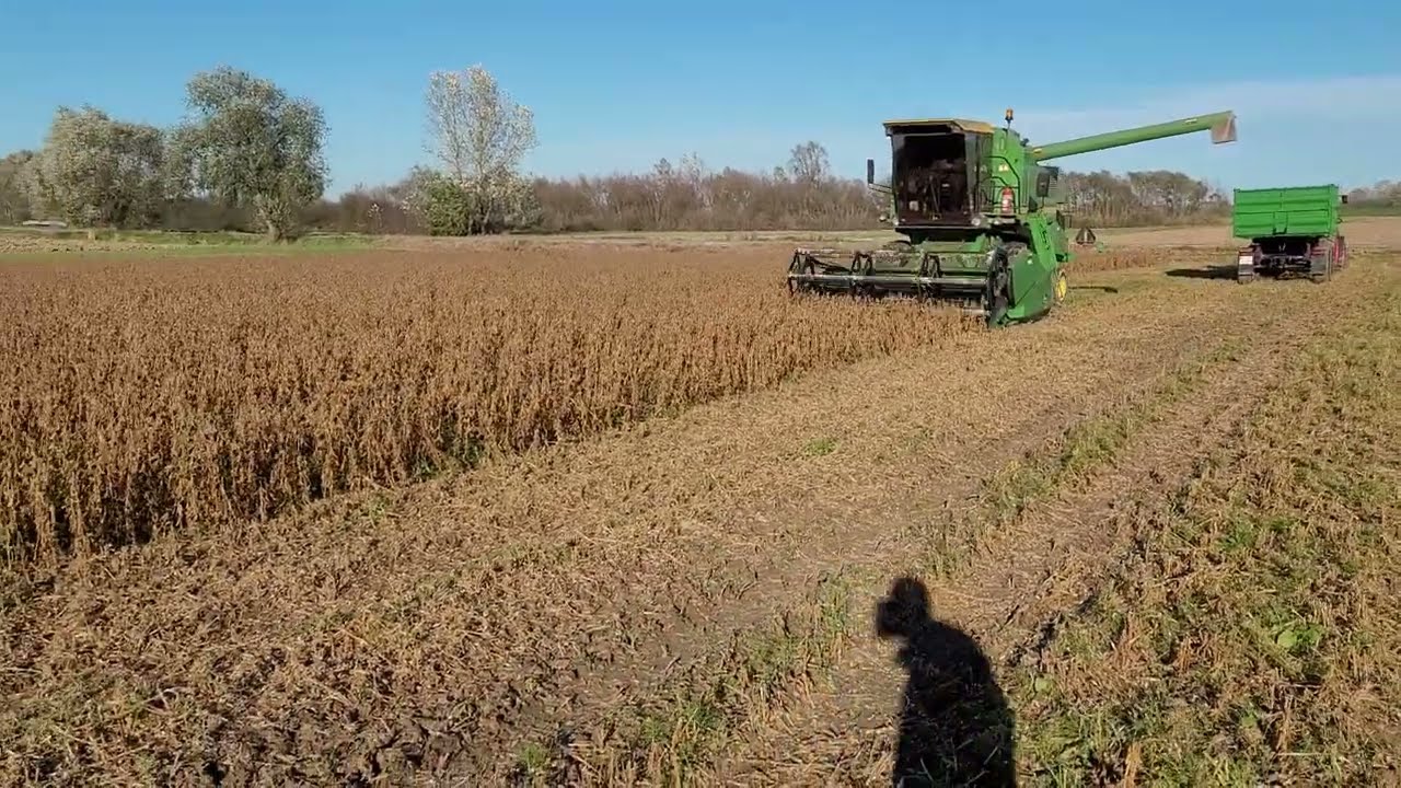 ŻNIWA SOJOWE DRUGI PLON SOJA W LISTOPADZIE po jęczmieniu ozimym JOHN DEERE 1157
