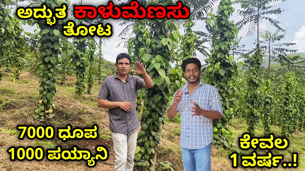 ಇಂತಹ ತೋಟ ನೋಡಿದ್ದೀರಾ..?! ಧೂಪ, ಪಾಯ್ಯಾನಿಯಲ್ಲಿ ಅದ್ಭುತ ಕಾಳುಮೆಣಸು ತೋಟ. ಇದರಲ್ಲಿ ಯಾವುದು ಉತ್ತಮ..? ನಿರ್ವಹಣೆ