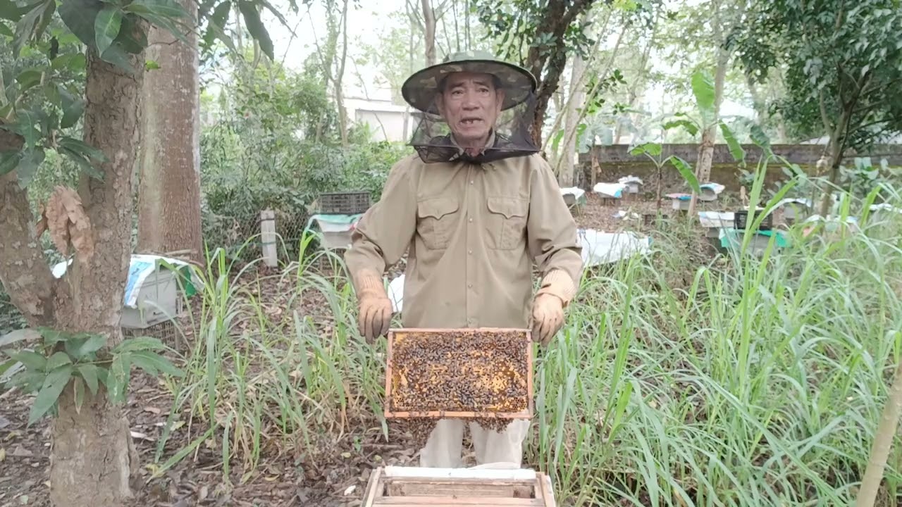 Kiểm tra đàn ong có nhũ tự nhiên