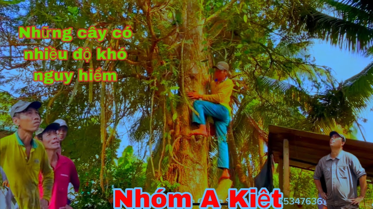 Toàn cảnh nhóm A Kiệt leo Cưa những cây có nhiều độ khó nguy hiểm phức tạp Trong ngày