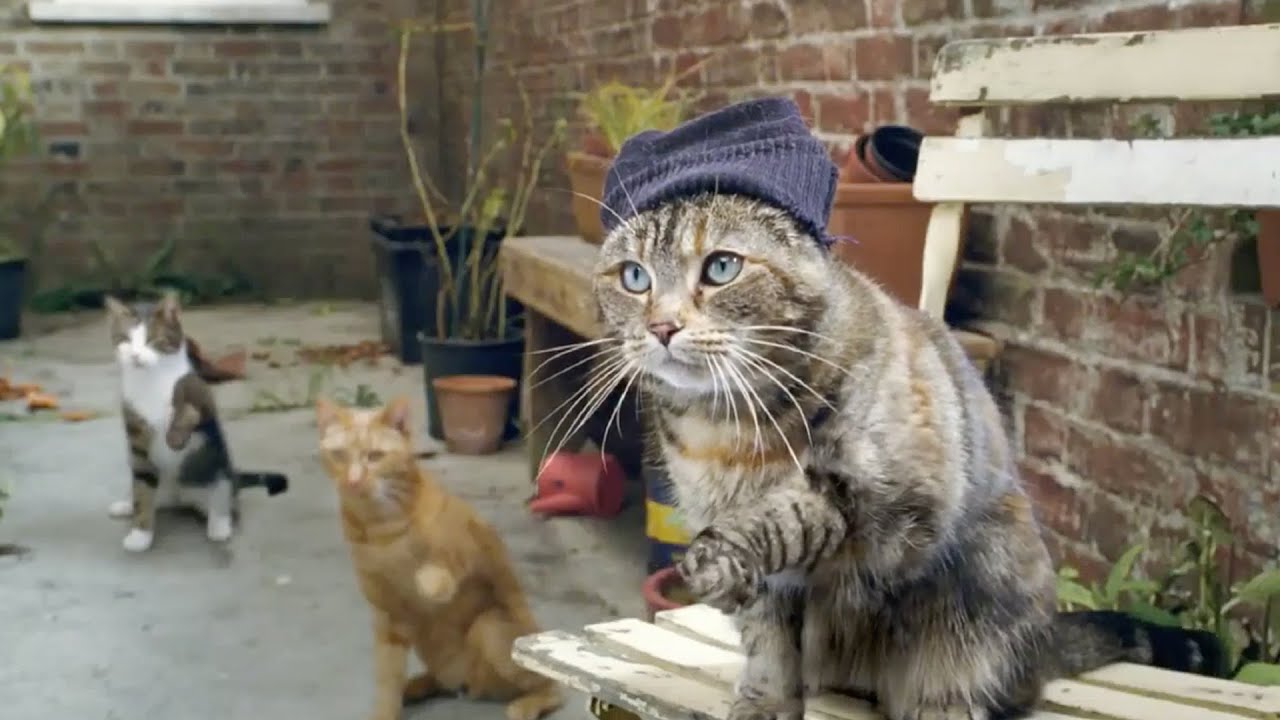 Cravendale『Cats with Thumbs』