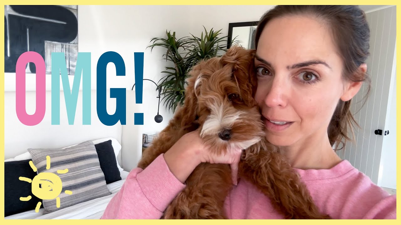 What Happens After You Get a PUPPY... 😆