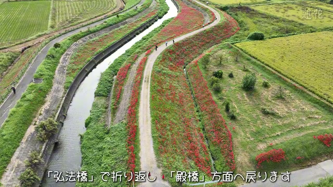 日本の秋 2025年 ～矢勝川の彼岸花～ 半田市・阿久比町