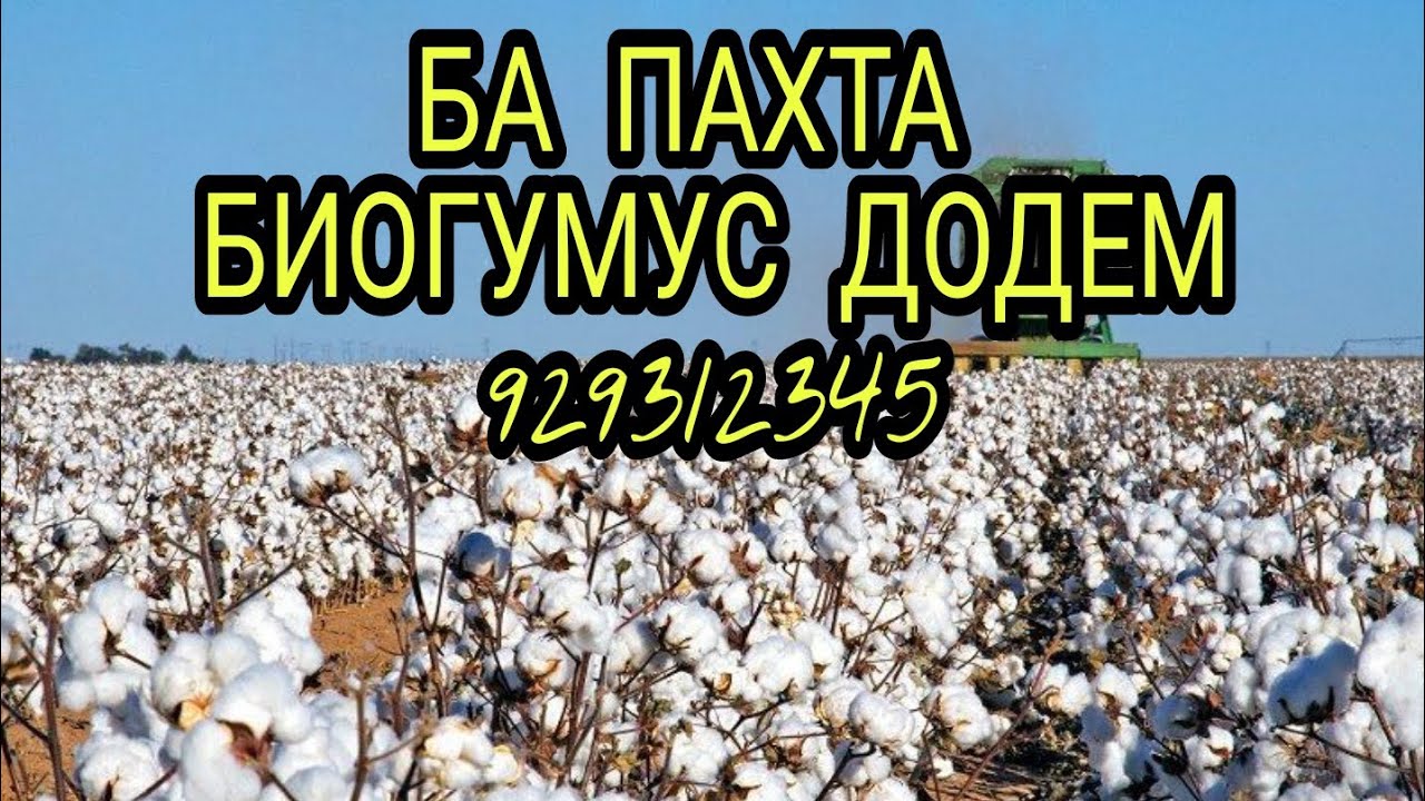 Биогумус ба пахта. Усули додани биогумус ба пахта (тачрибаи худамон). 929312345.