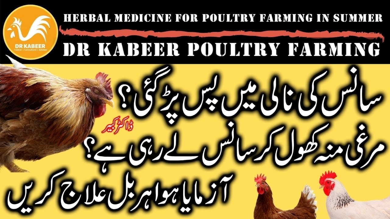 Herbal Medicine for Poultry Farming in Summer | Poultry Farming in Pakistan 2021