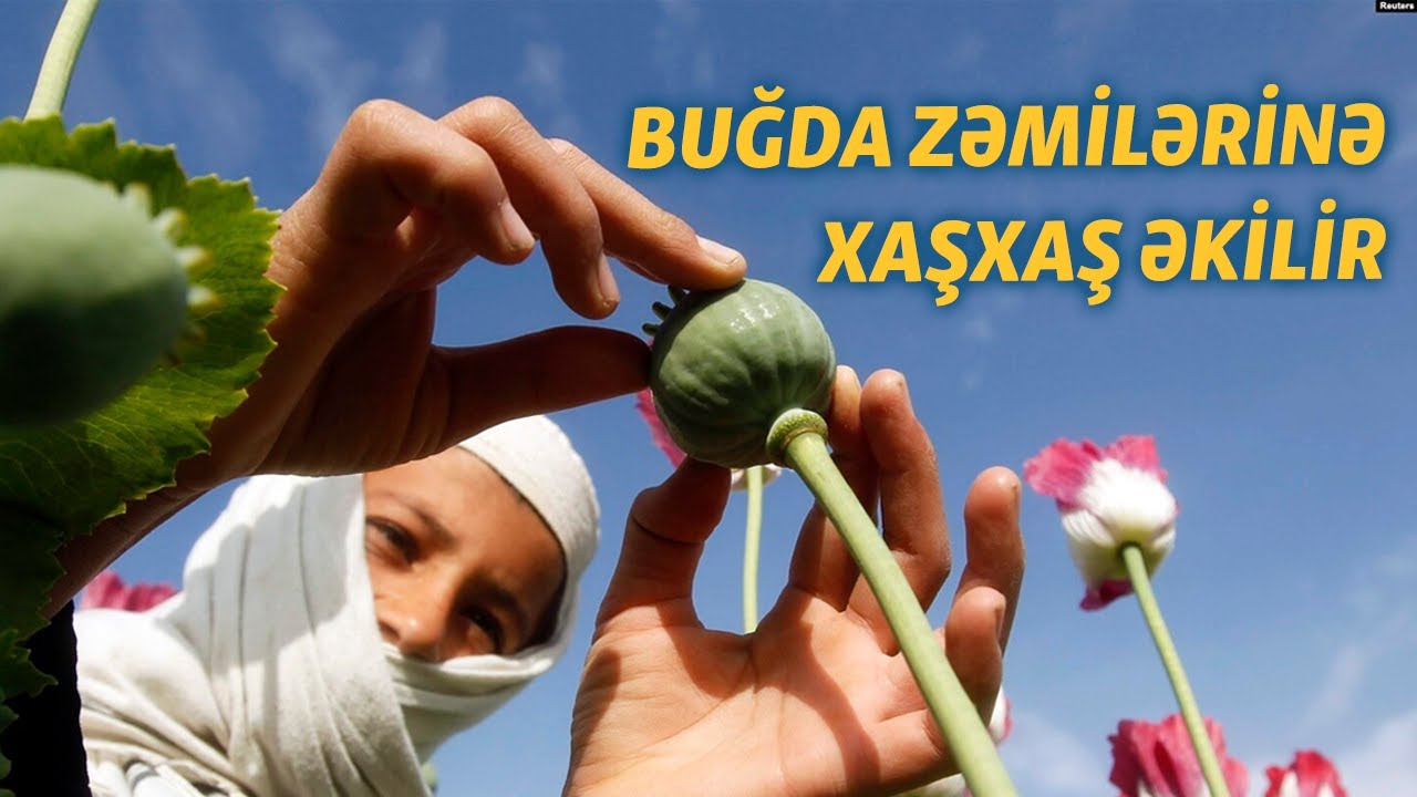 Əfqanıstanda tiryək istehsalı artıb