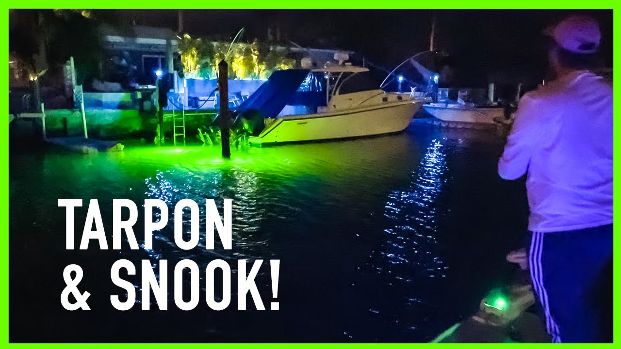 Night Fishing Snook And Tarpon On Dock Lights