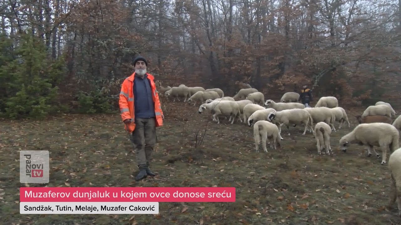 Muzaferov dunjaluk u kojem ovce donose sreću