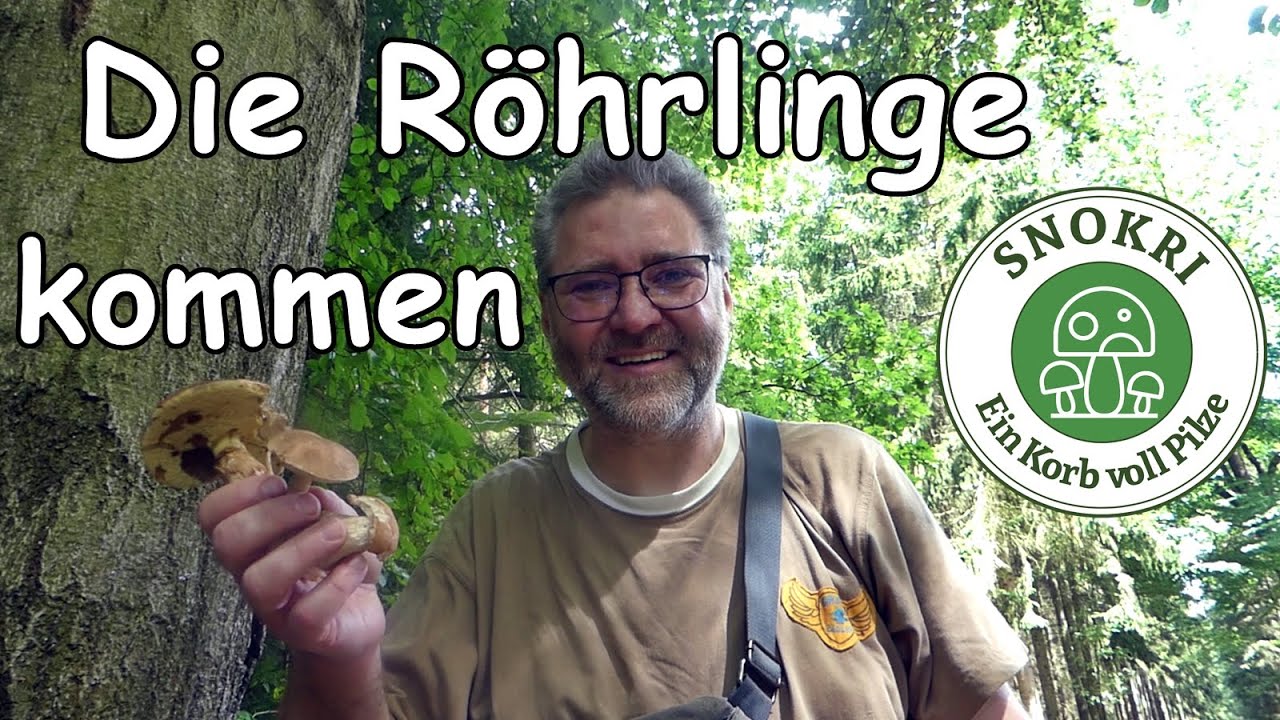 Die Röhrlinge kommen - Pilze Vielfalt im August